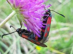 Image of Zygaena cynarae Esper 1789