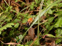 Image of Amegilla urens (Cockerell 1911)