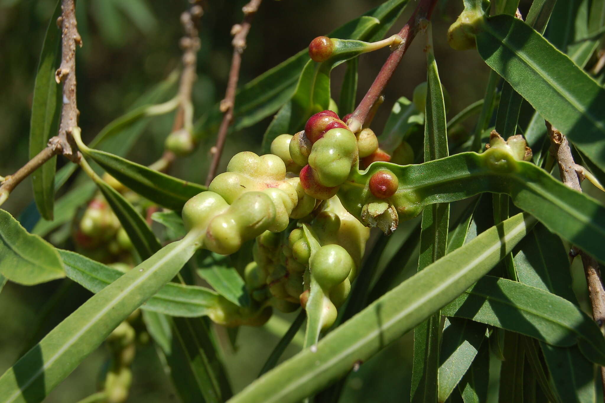 Image of Sapium haematospermum Müll. Arg.