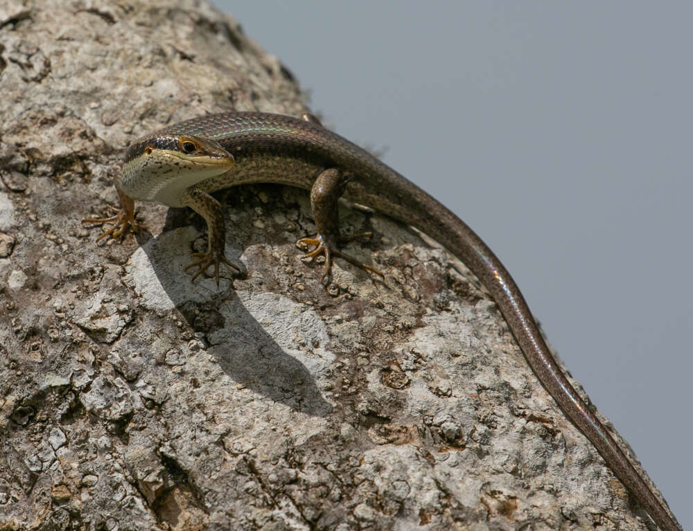 Image de Trachylepis planifrons (Peters 1878)