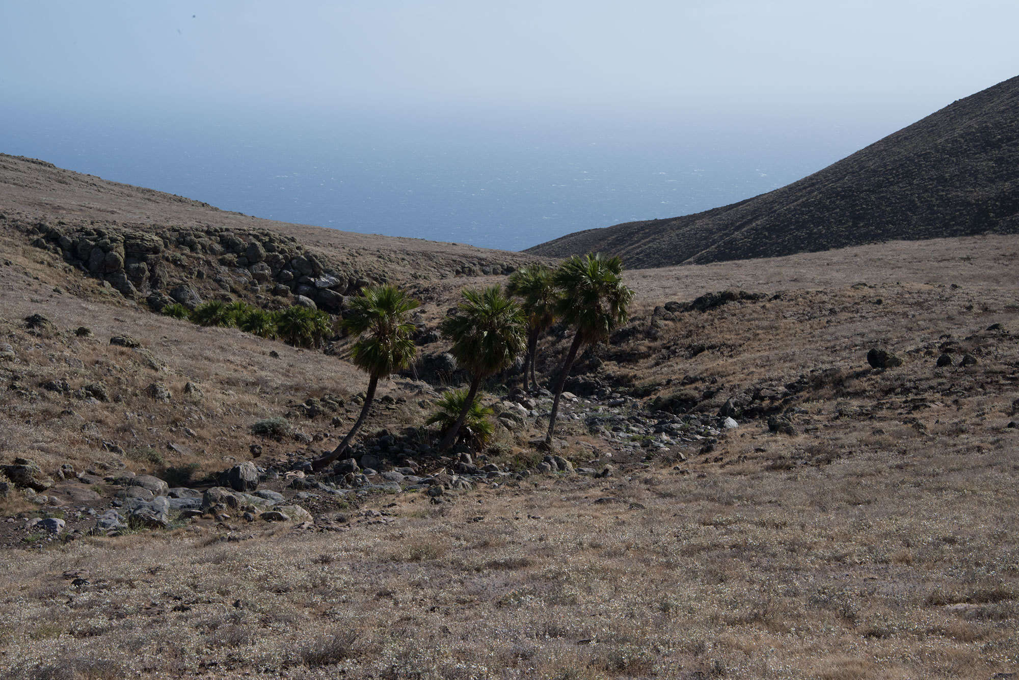 Image of Guadalupe palm