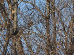 Image of Dusky Thrush