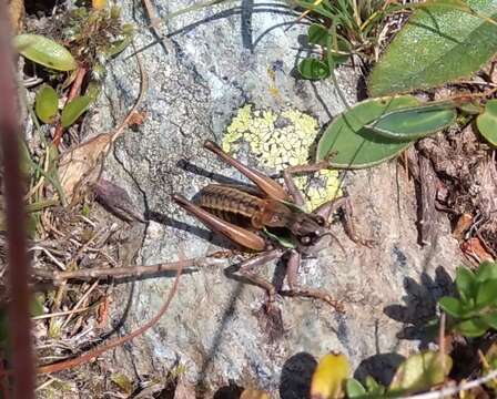 Image de Anonconotus pusillus Carron, G. & Sardet 2002