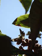 Image of Common buckeye