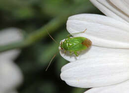 Apolygus spinolae (H. Meyer-Dur 1841) resmi