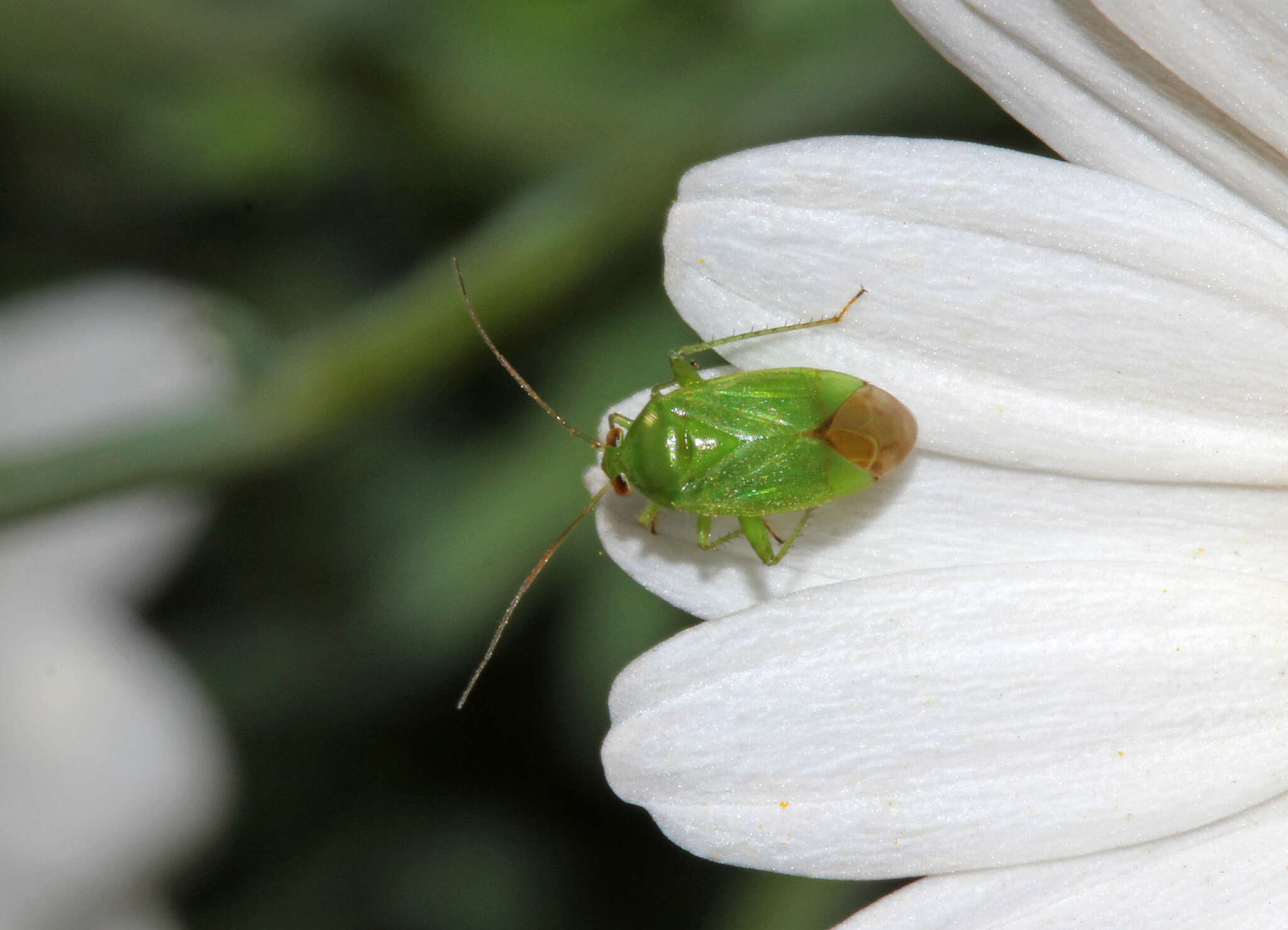 صورة Apolygus spinolae (H. Meyer-Dur 1841)