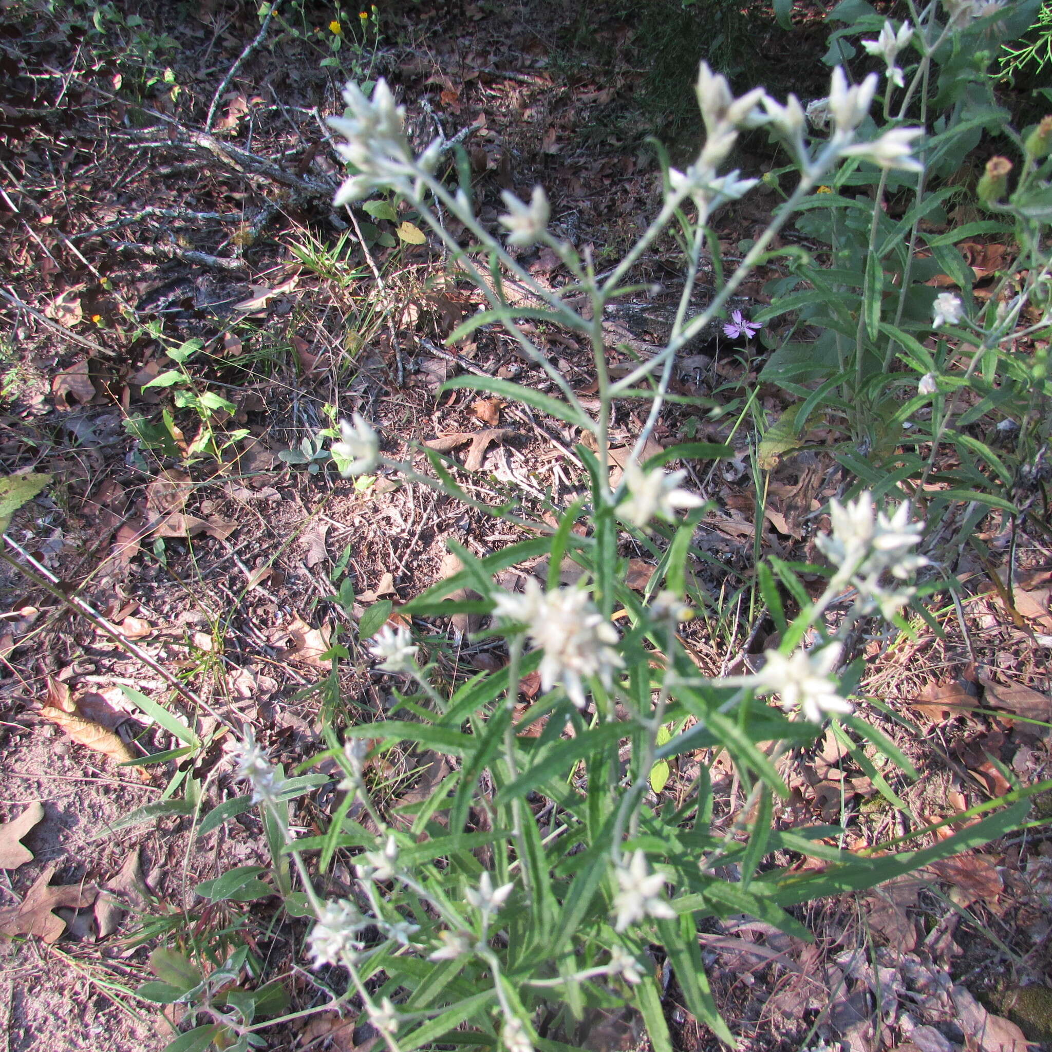 Imagem de Pseudognaphalium obtusifolium (L.) O. M. Hilliard & B. L. Burtt