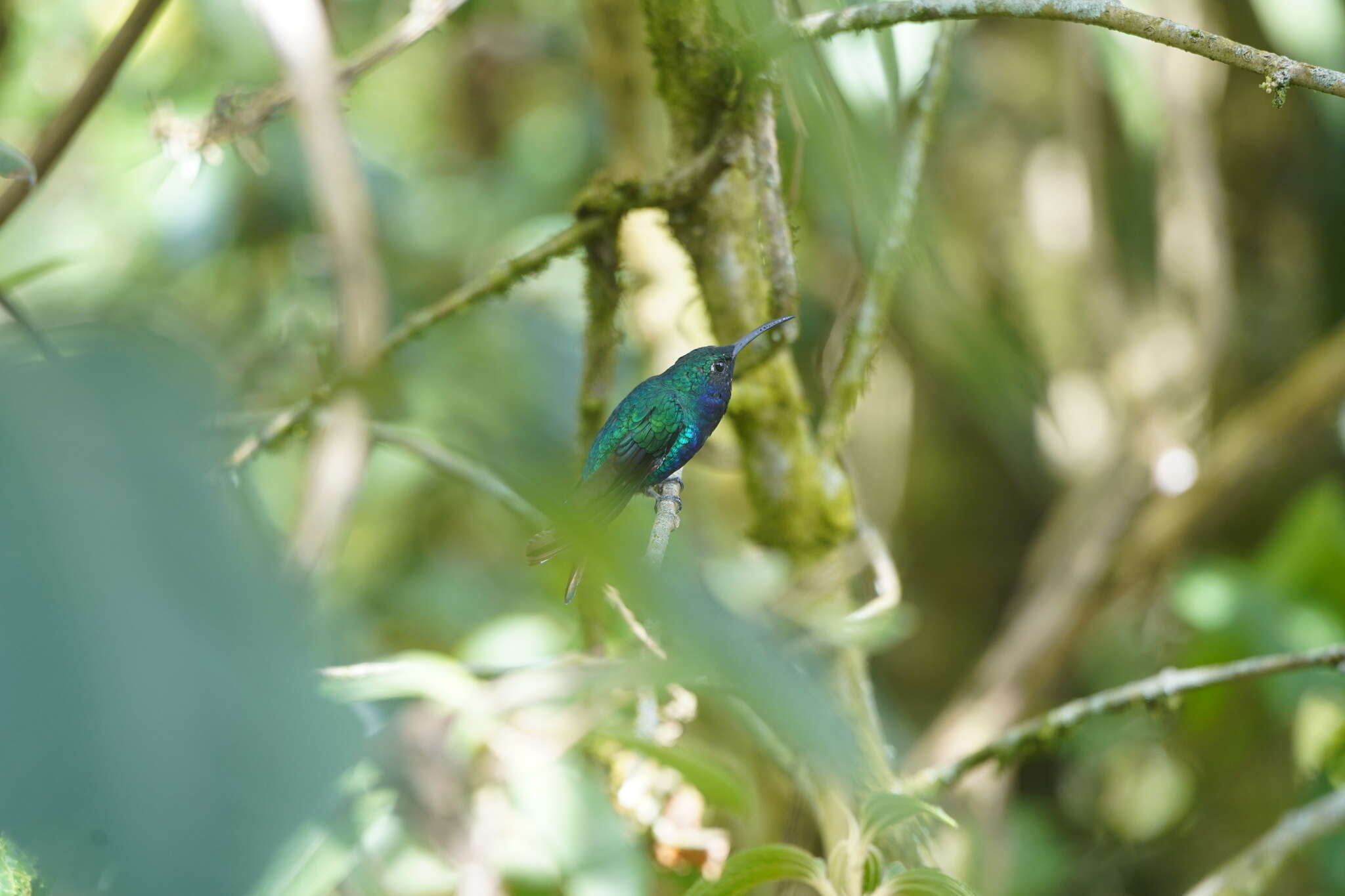 Campylopterus falcatus (Swainson 1821) resmi