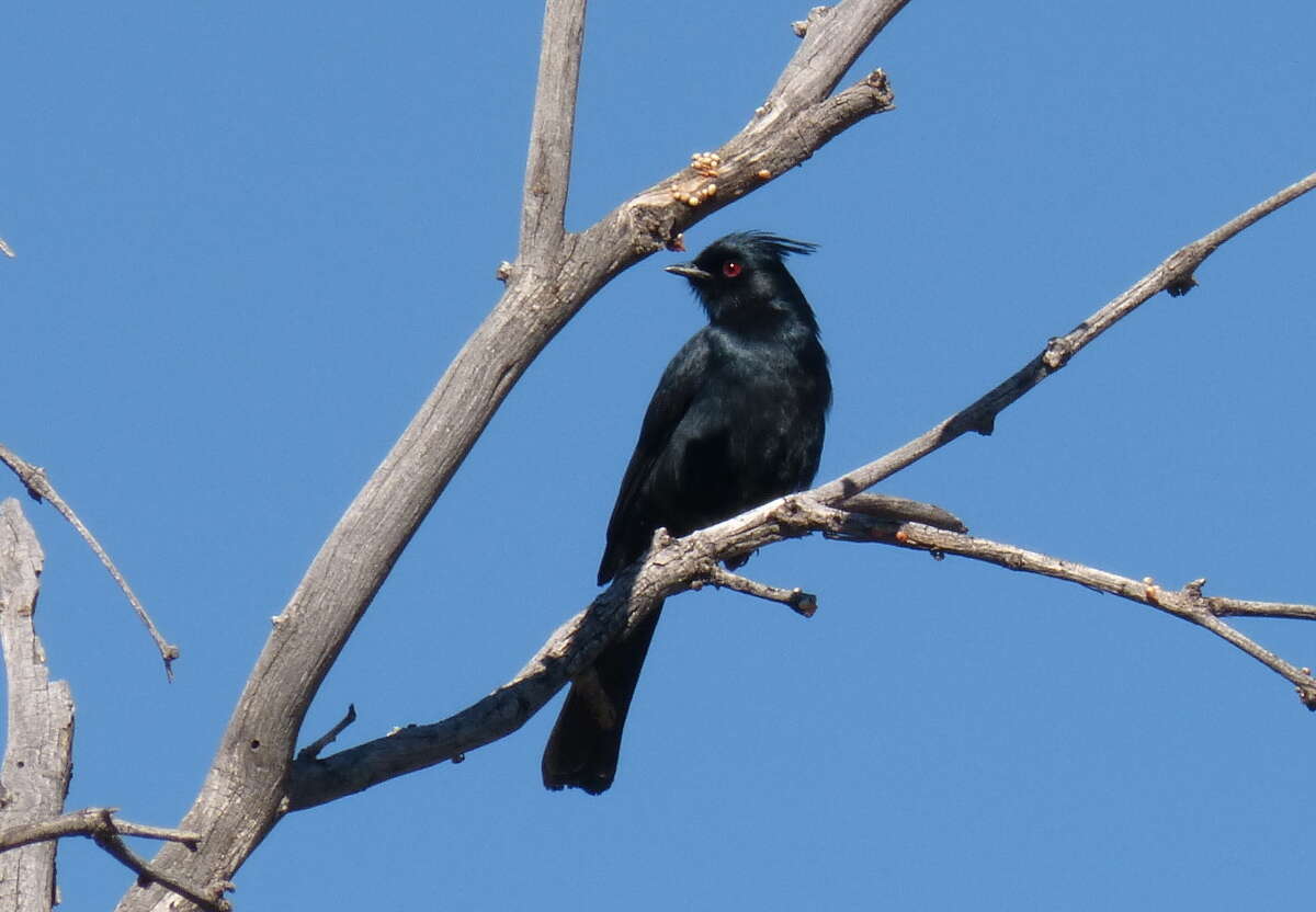 Image of Phainopepla Baird & SF 1858