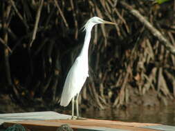 Image of Chinese Egret