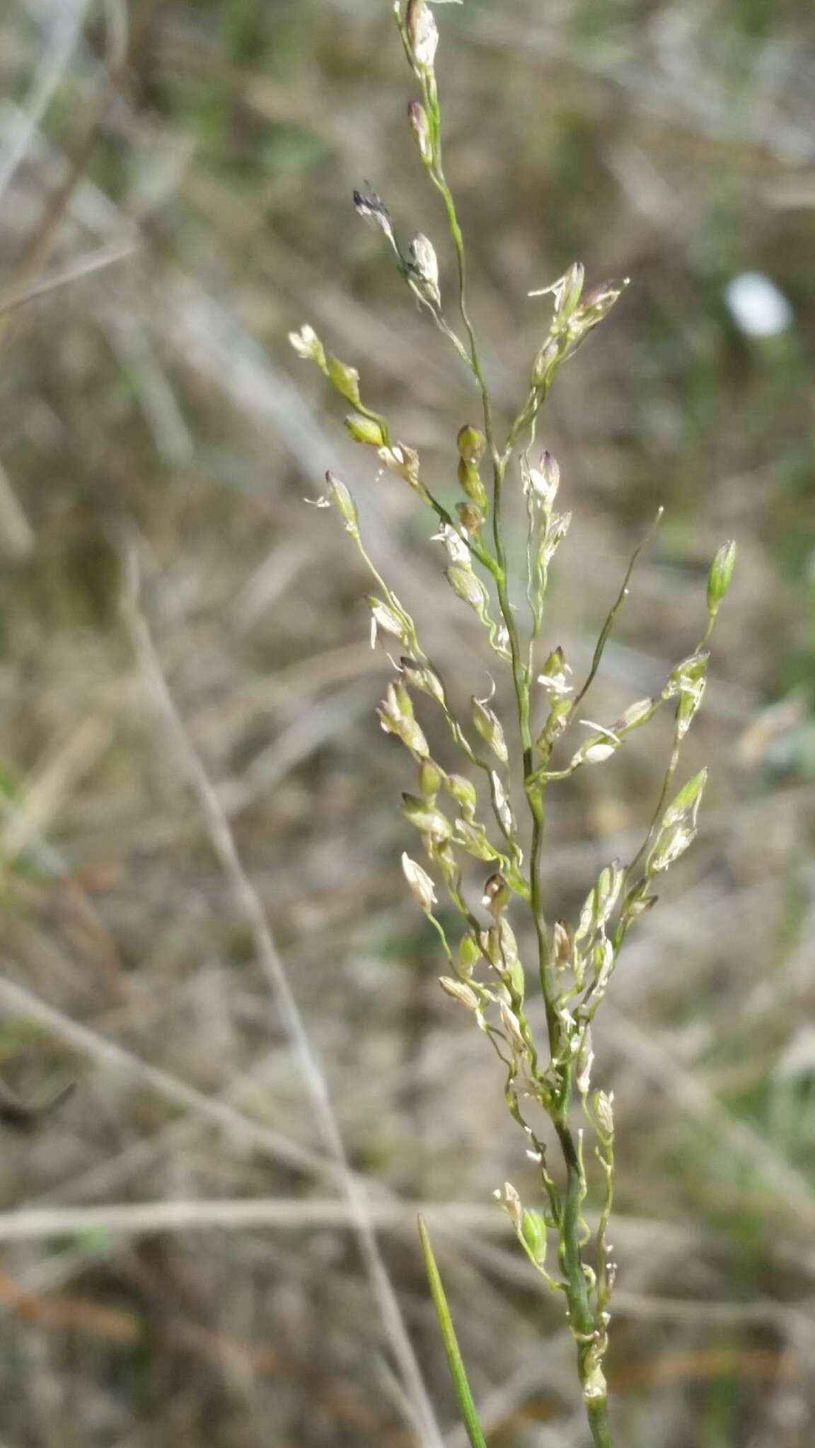 Imagem de Panicum pinetorum Swallen