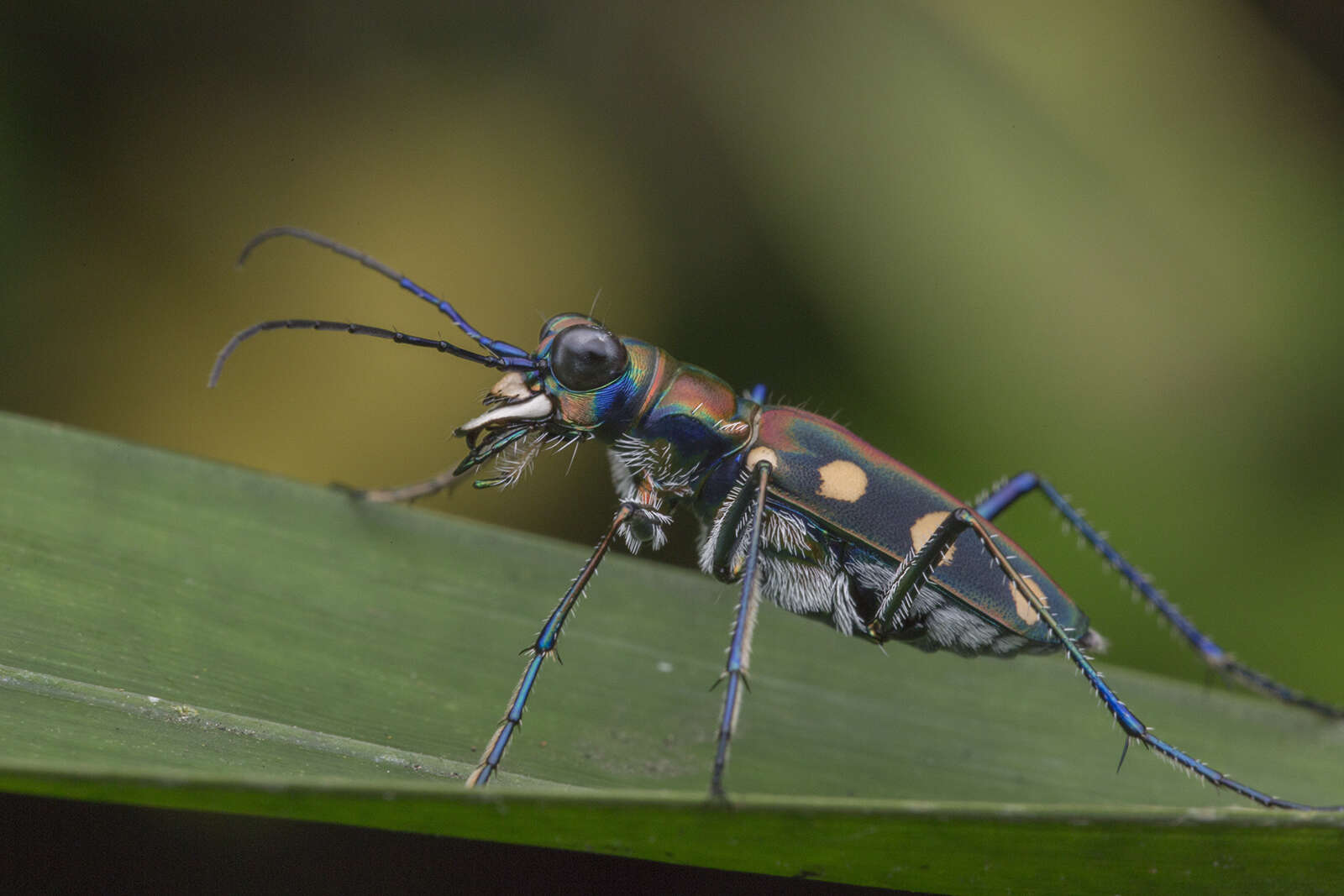 Imagem de Cicindela (Cosmodela) aurulenta Fabricius 1801