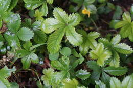 Image of dwarf cinquefoil