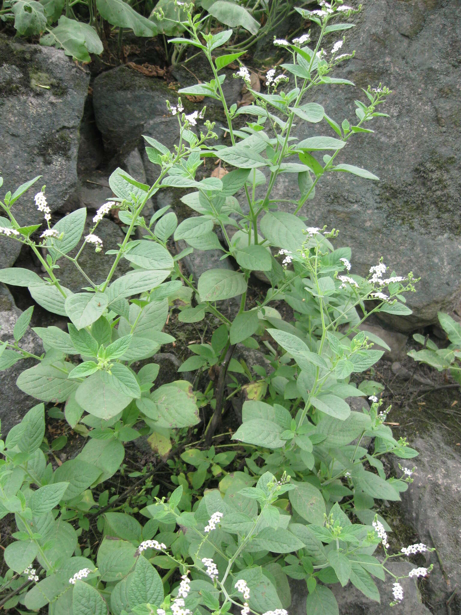 Image of Heliotropium rufipilum (Benth.) I. M. Johnst.