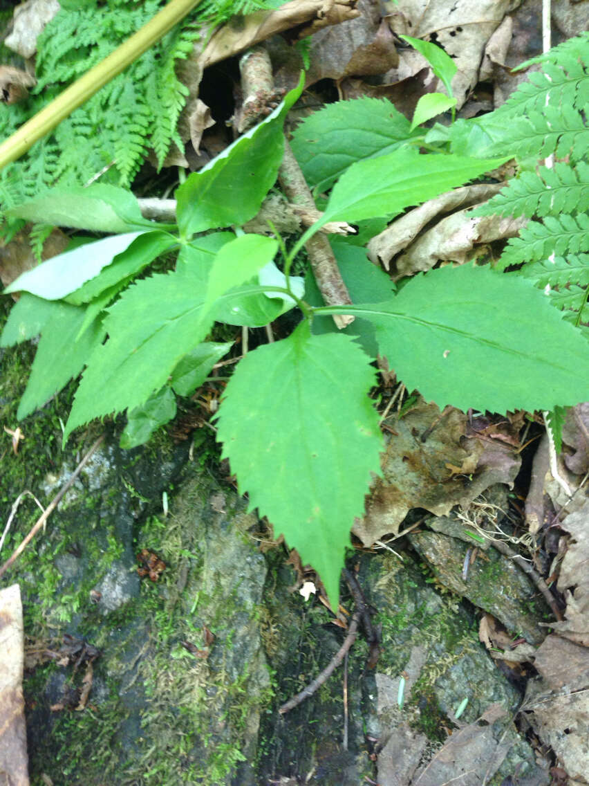 Image of Broad-leaved goldenrod