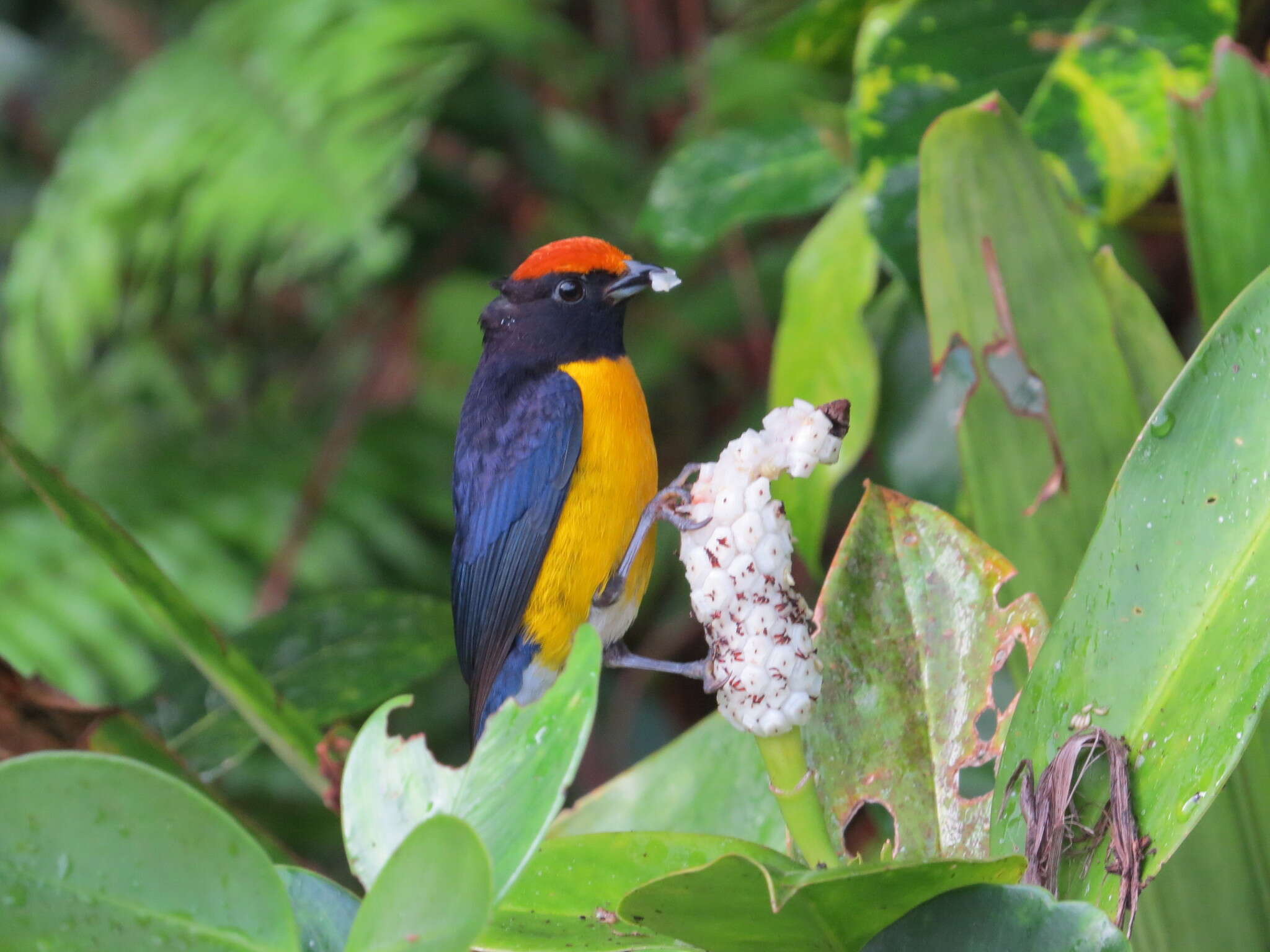 Image of Tawny-capped Euphonia