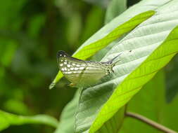 Image of Dappled Daggerwing