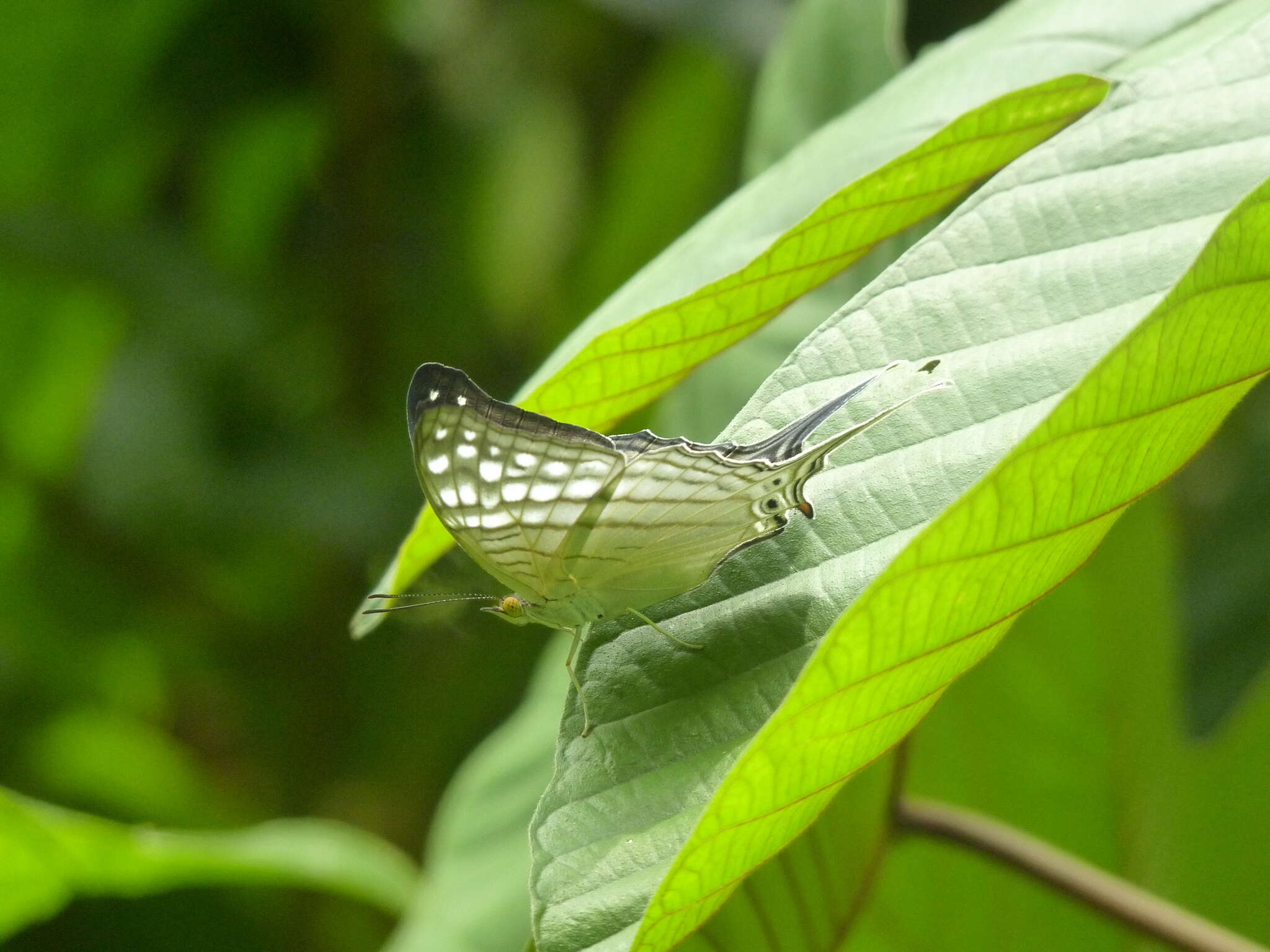 Image of Dappled Daggerwing