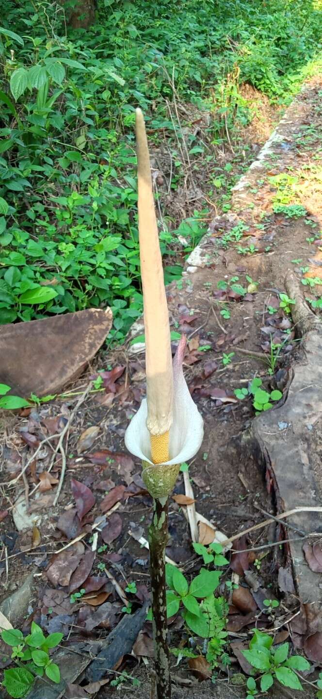 Image of Amorphophallus variabilis Blume