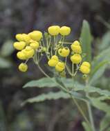 Image of Calceolaria angustifolia (Lindl.) Sweet