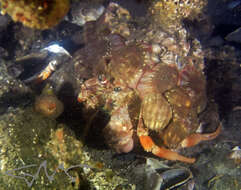 Image of Banded eyestalk hermit crab