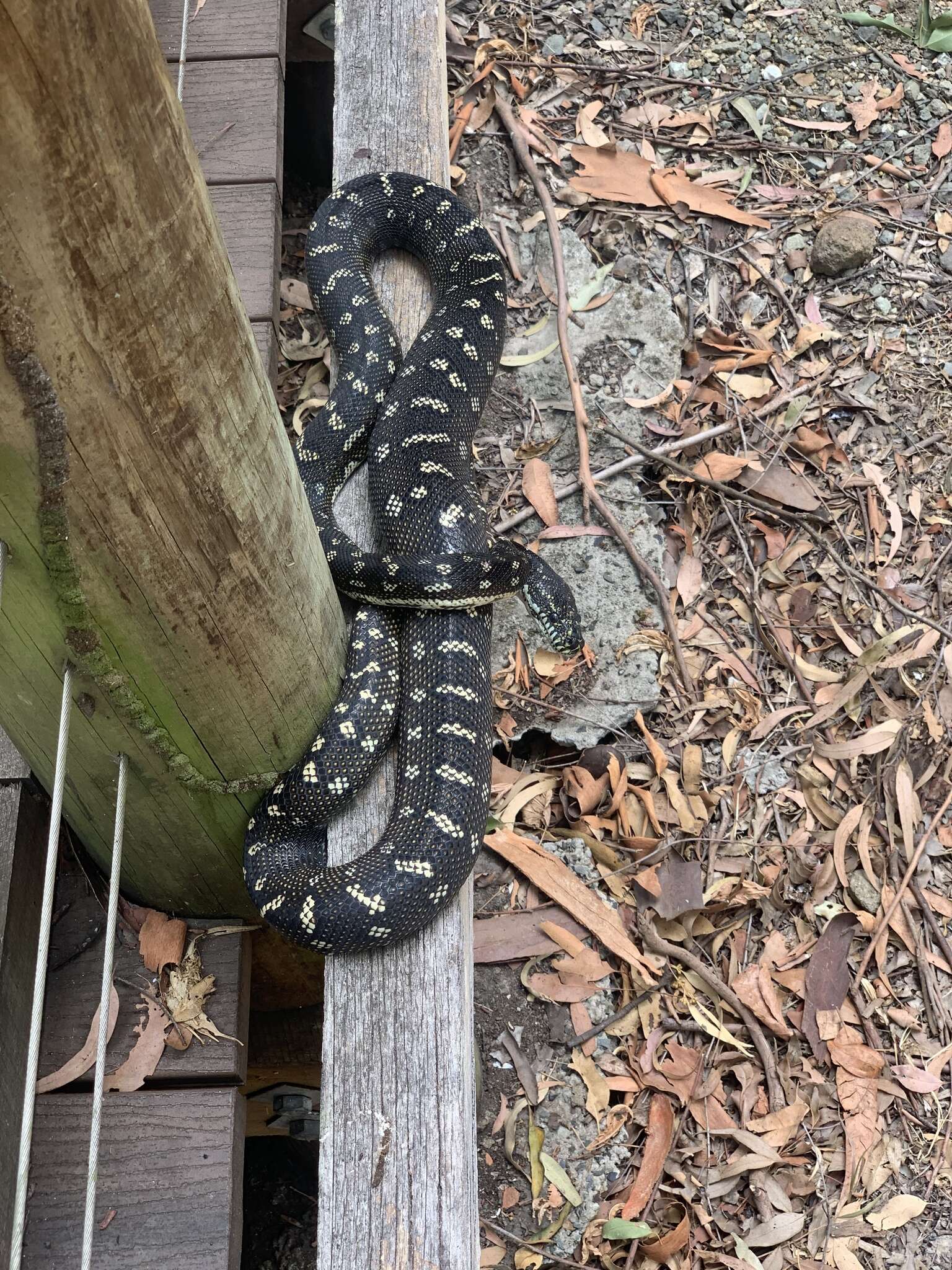 Morelia spilota spilota (Lacépède 1804) resmi