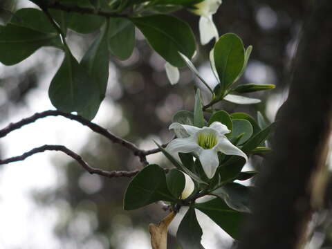 Image of Anthocercis viscosa R. Br.