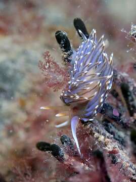 Image of Facelina vicina (Bergh 1882)