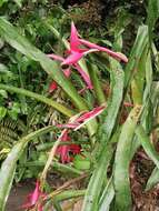 Image of Billbergia decora Poepp. & Endl.