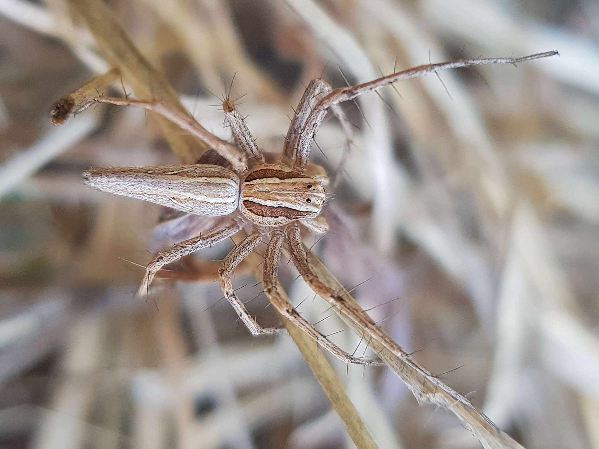 Image of Oxyopes jacksoni Lessert 1915