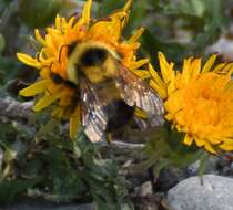 Image of Sanderson Bumble Bee