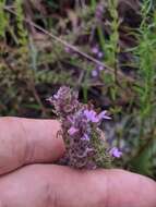 Image of mock pennyroyal