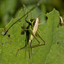 Image of Pholidoptera littoralis similis (Brunner von Wattenwyl 1861)