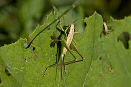 Image of Pholidoptera littoralis similis (Brunner von Wattenwyl 1861)