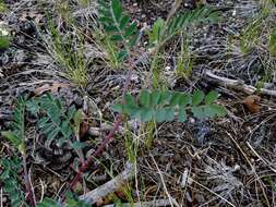 Imagem de Astragalus hallii var. fallax (S. Wats.) Barneby