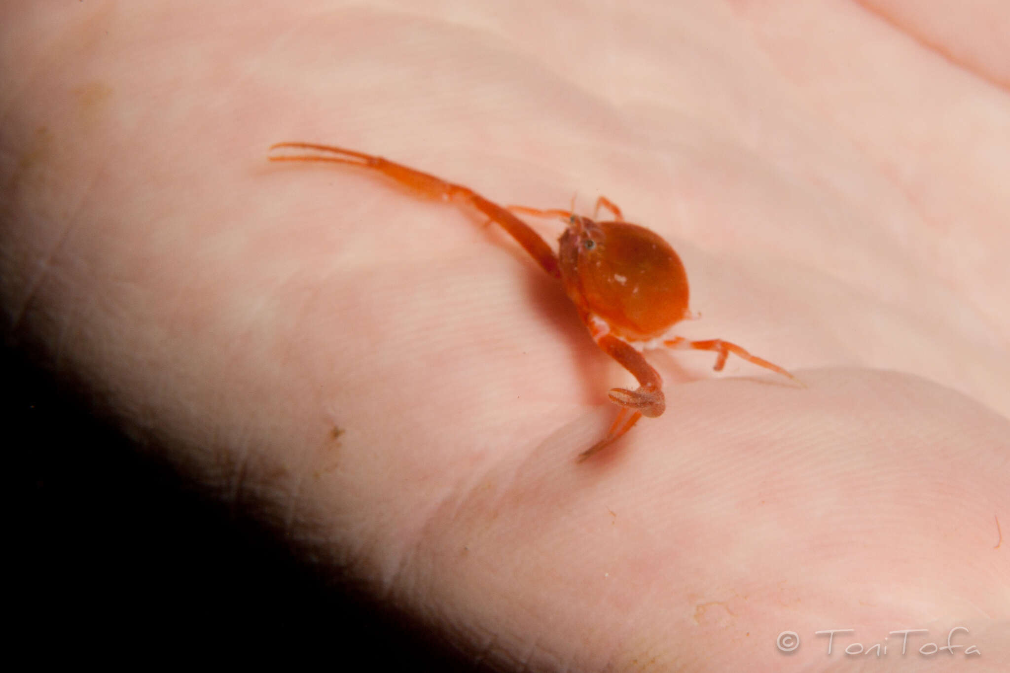 Image of Mediterranean nut crab