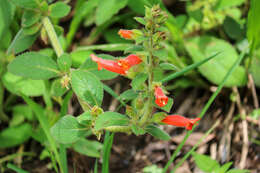 Image of Sinningia incarnata (Aubl.) Denham