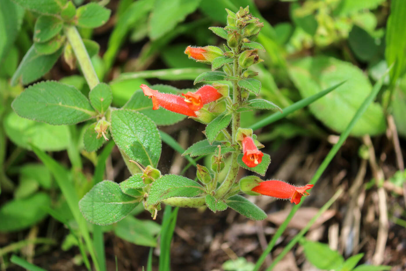 Image of Sinningia incarnata (Aubl.) Denham