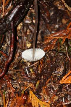 Image of Mycena rubromarginata (Fr.) P. Kumm. 1871