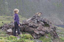 Image of Black-capped Marmot