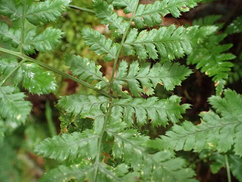 Image of hay-scented buckler-fern