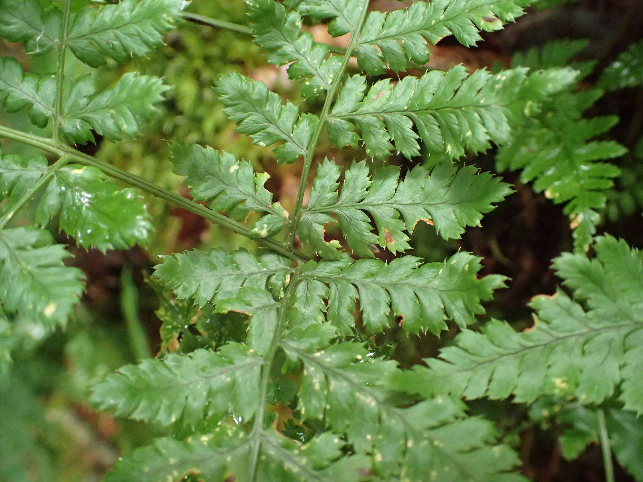 Imagem de Dryopteris aemula (Ait.) O. Kuntze