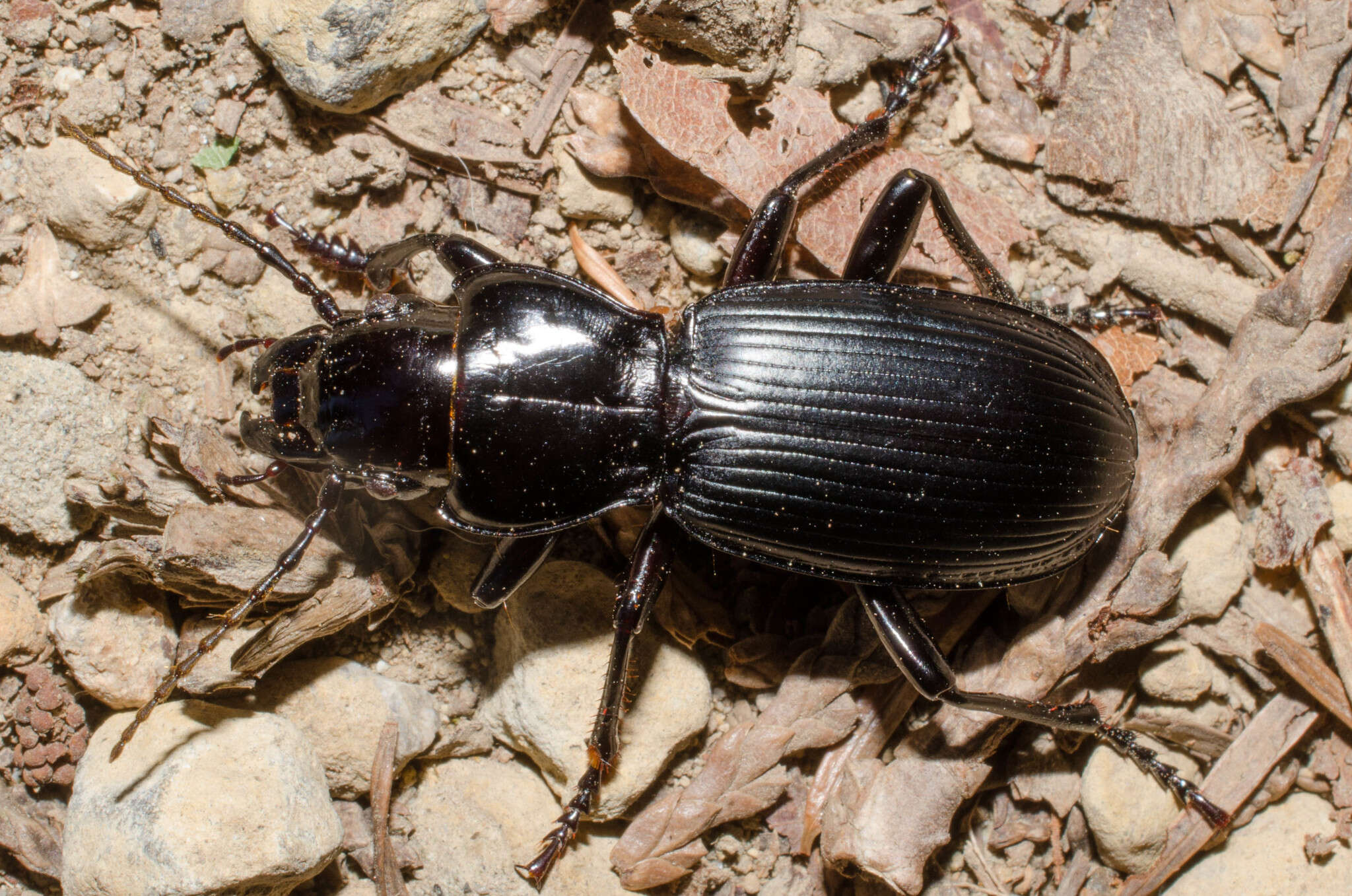 Image of Pterostichus (Hypherpes) lama (Ménétriés 1843)