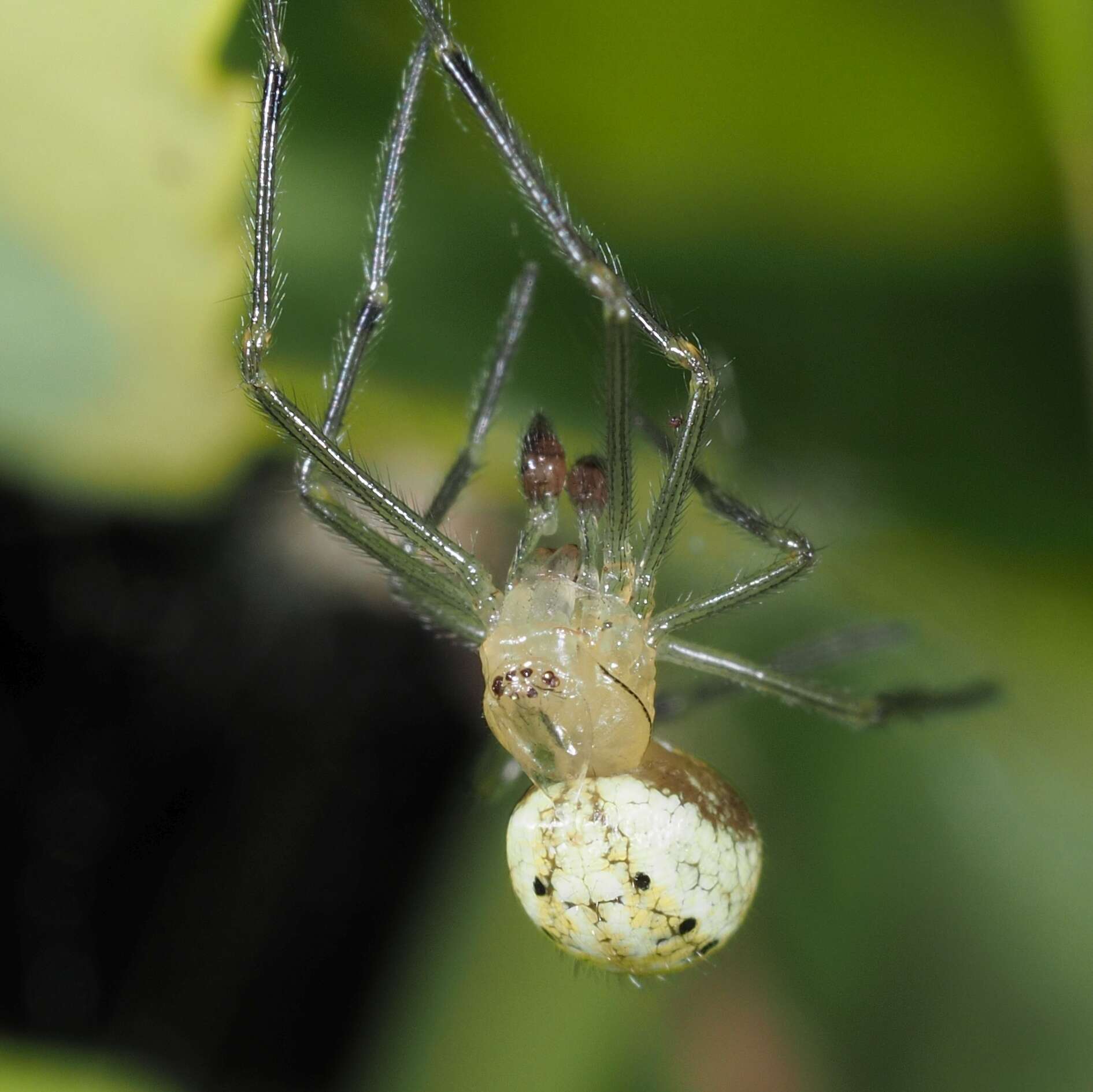 Imagem de Mangora acalypha (Walckenaer 1802)