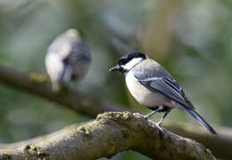 Image of Parus major newtoni Pražák 1894