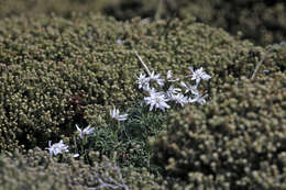 Image of Perezia recurvata (Vahl) Less.