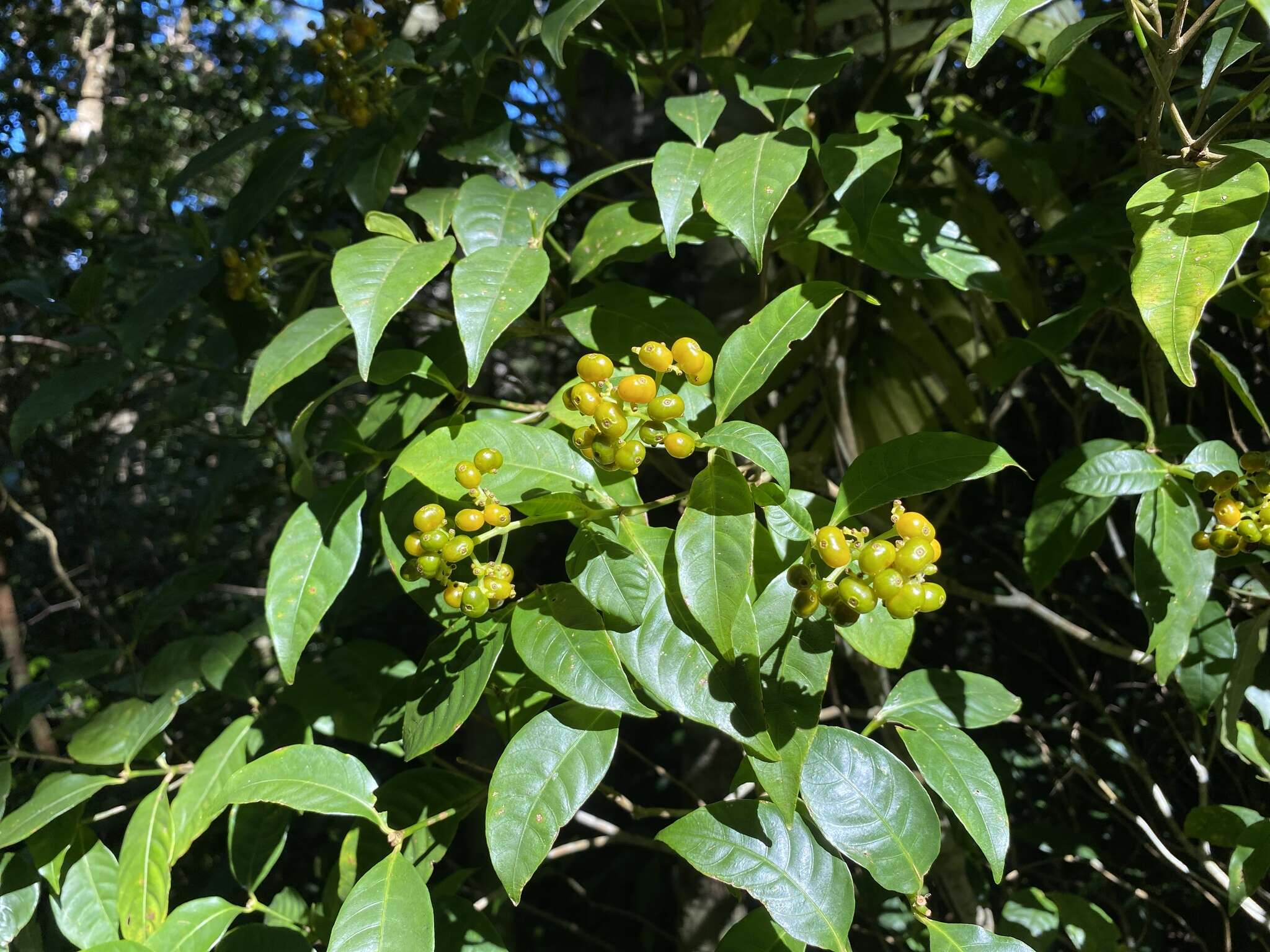 Plancia ëd Palicourea valerioana