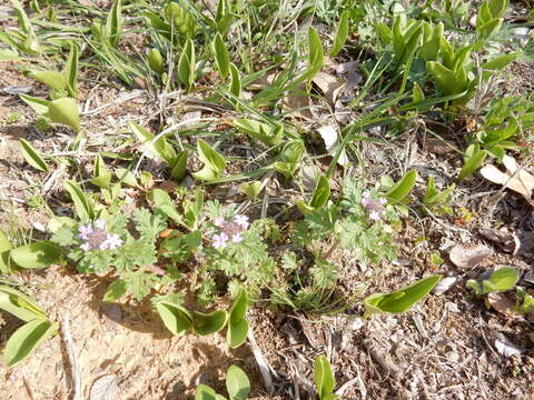 Imagem de Glandularia pumila (Rydb.) Umber