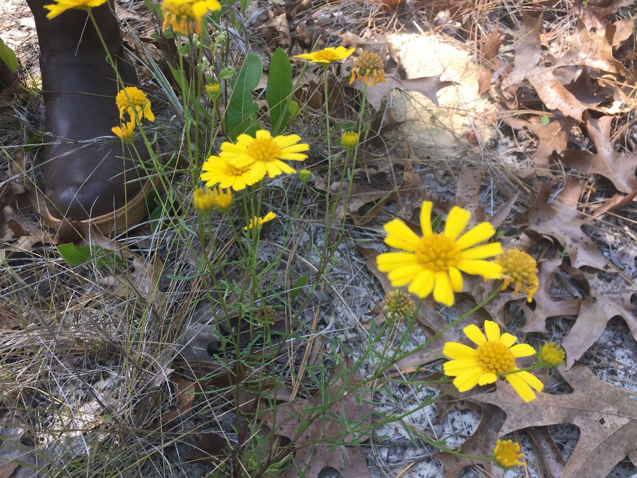 Image of coastal plain honeycombhead