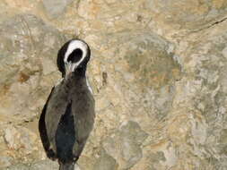 Image of Spotted Shag